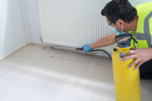 Best Termite Control Services  in Green Meadows, OH